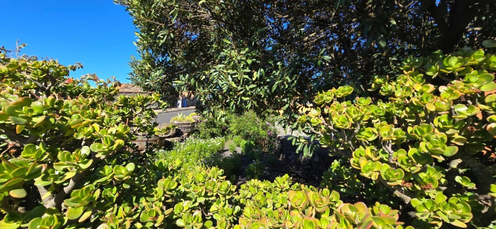 Vivienda Vacacional El Lagar, Bodega A Fuencaliente de la Palma Eksteriør bilde